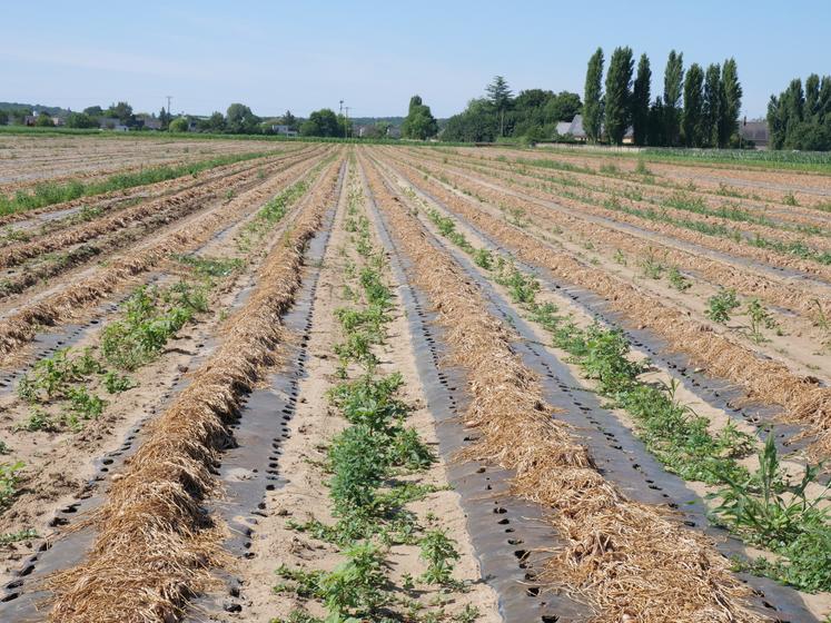 Les andains de bulbes sèchent sur le paillage avant d'être ramassés à la machine.