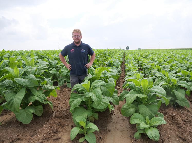 Lucas Devy dans sa parcelle de tabac blond. A gauche, une partie arrosée au goutte-à-goutte s'est développée plus vite que la partie irriguée à l'enrouleur.