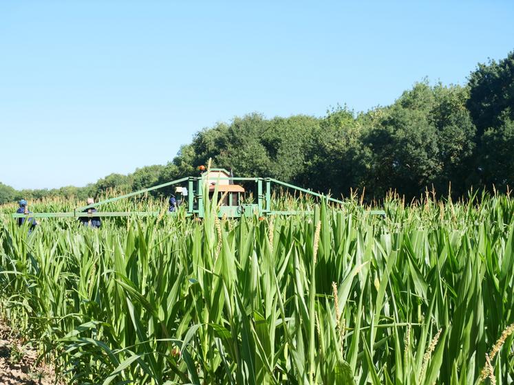 Les saisonniers sont répartis sur trois planches de rangs femelles dans la parcelle.