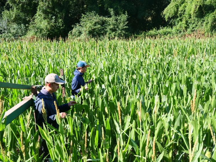 Les saisonniers vérifient deux rangs femelles chacun.