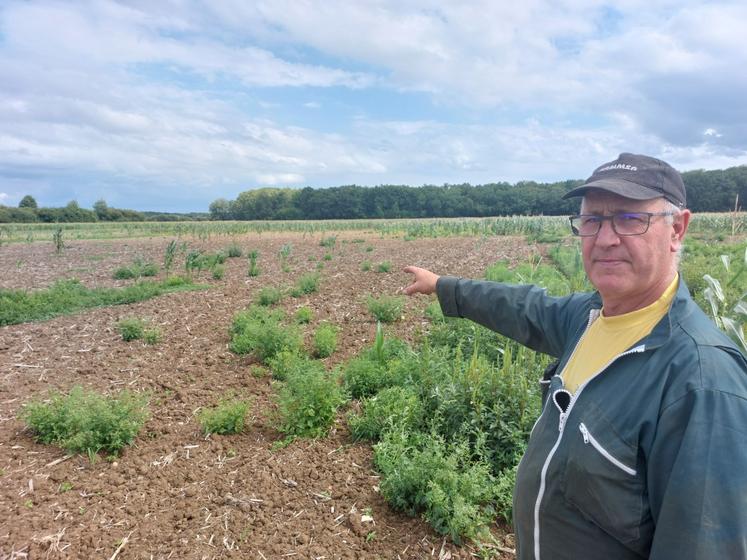 A Jarzé Villages, Patrice Maugour a perdu 4 ha de maïs ensilage et 0,5 ha de maïs semence à cause des choucas.