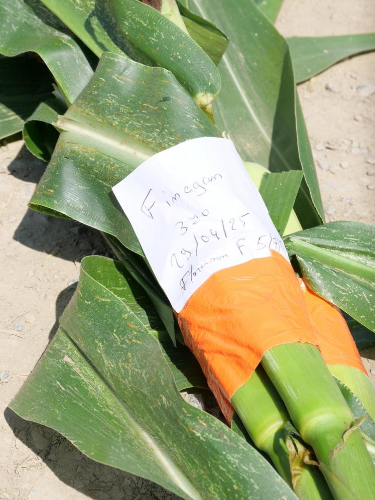 Les échantillons doivent être groupés par 4 pieds de maïs, en indiquant la variété, l'indice, la date de semis et celle de la floraison femelle.