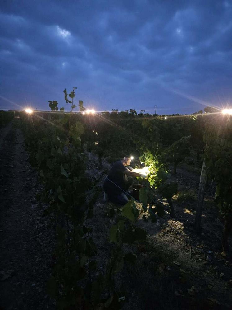 Pour se préserver des grosses chaleurs, les vendangeurs commencent leur travail à 6 h, à la lampe frontale.