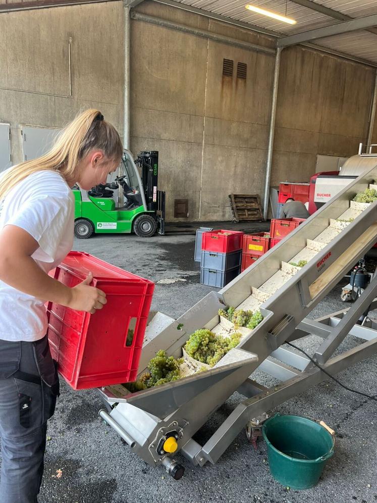 Au lycée Edgard Pisani de Montreuil-Bellay, la rentrée a déjà eu lieu cette semaine pour les BTS viticulture-œnologie, qui ont attaqué les vendanges.