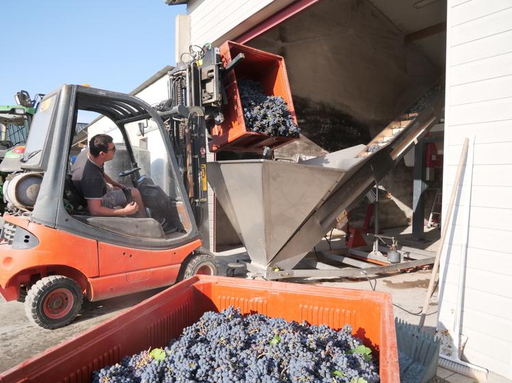 Pierre Gautier, à la réception de la vendange, vendredi 22 août au Domaine Vignes Biche. À mesure que les maturités avancent, les viticulteurs s'empressent de rentrer les raisins.