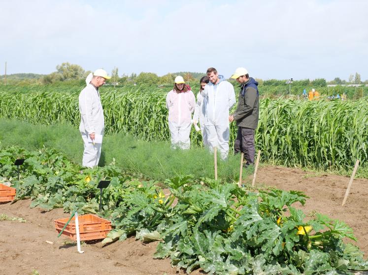 HM Clause a fait visiter sa parcelle d'essais à La Bohalle, en particulier ceux des variétés de fenouil et de courgette en plein champ.