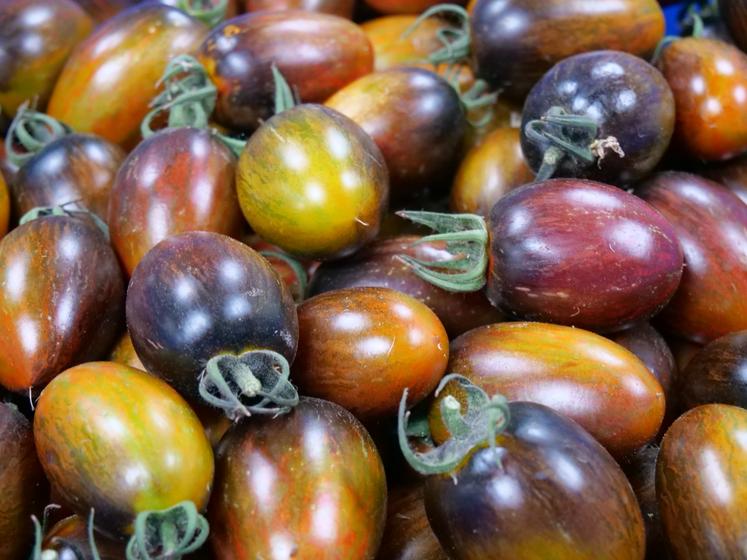 Les tomates bio multipliées par Aubepin