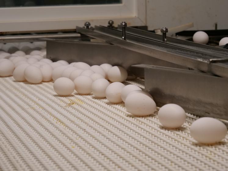 Près de 150 000 œufs arrivent à la casserie quatre jours par semaine.
