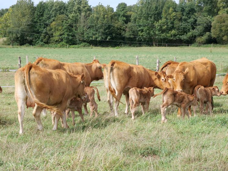 Les jeunes broutard sont vendus à Bovineo.