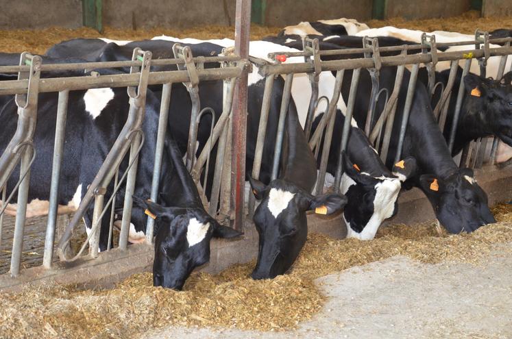 RGI semé le 28 août  et sorgho fourrager semé le 26 juillet chez Julien Gremaud à Saint-Georges-des-Gardes.