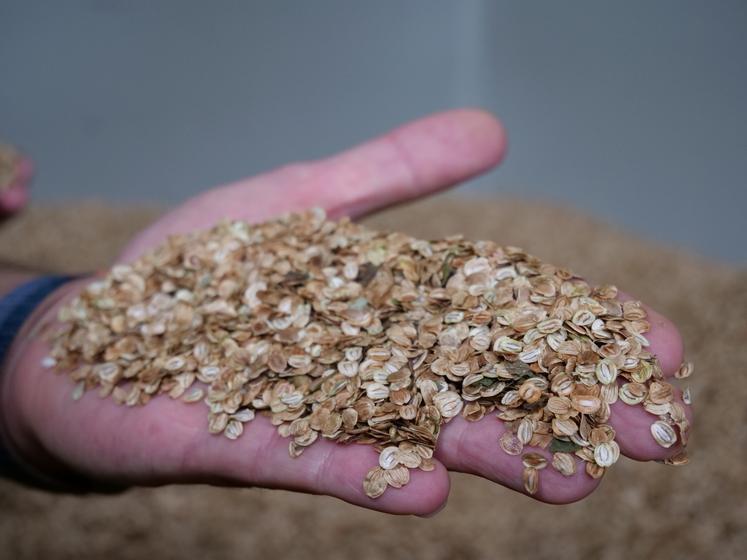 Graines de panais nettoyées à l'usine Bejo.