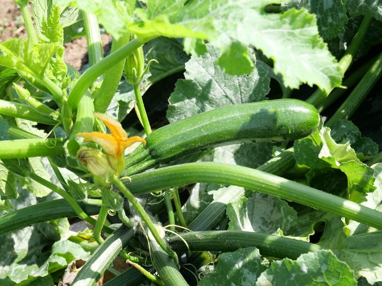courgette