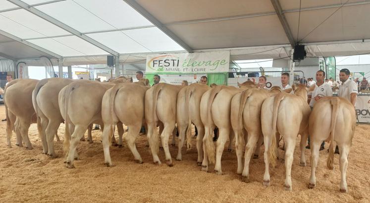 Pour la première fois, la race blonde d'Aquitaine était à l'honneur au Festi'Elevage.