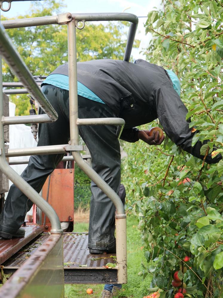 Les saisonniers disposent de plateforme de cueille.