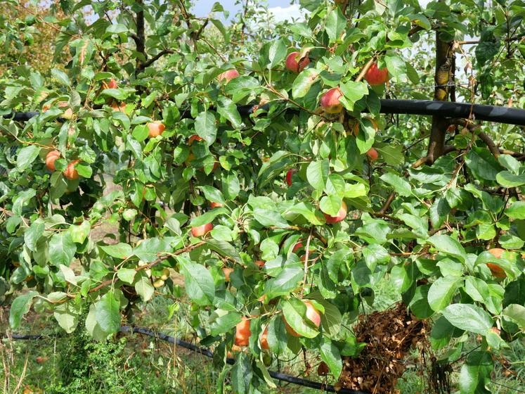 La variété bio pirouette.