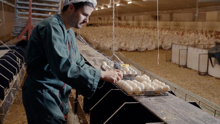 Grimaud Frères recherche des éleveurs multiplicateurs partenaires, dans plusieurs départements.