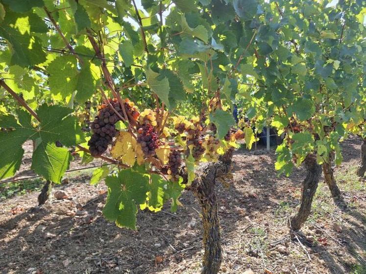 chenin pour coteaux du layon