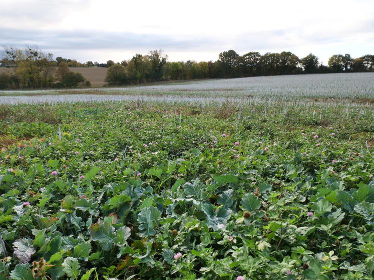Dans la parcelle, le trèfle, semé à une densité de 13 kg/ha, coexiste avec des repousses de colza, lors de l'implantation du blé, lundi 27 octobre à Miré.
