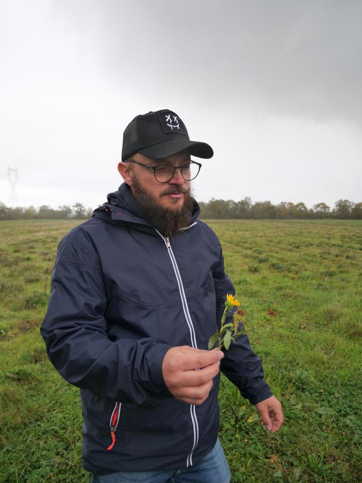 La parcelle de Grindelia reste enherbée. L'entretien est notamment assuré par de l'éco-paturage avec des moutons d'un élevage de Somloire.