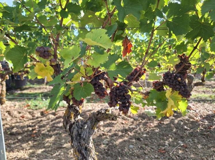 Chenin pour coteaux du layon, au domaine de la Clartière, à Nueil-sur-Layon.