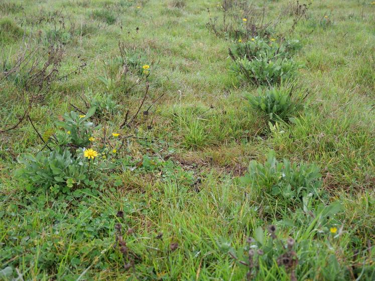 La parcelle de Grindelia reste enherbée. L'entretien est notamment assuré par de l'éco-paturage avec des moutons d'un élevage de Somloire.
