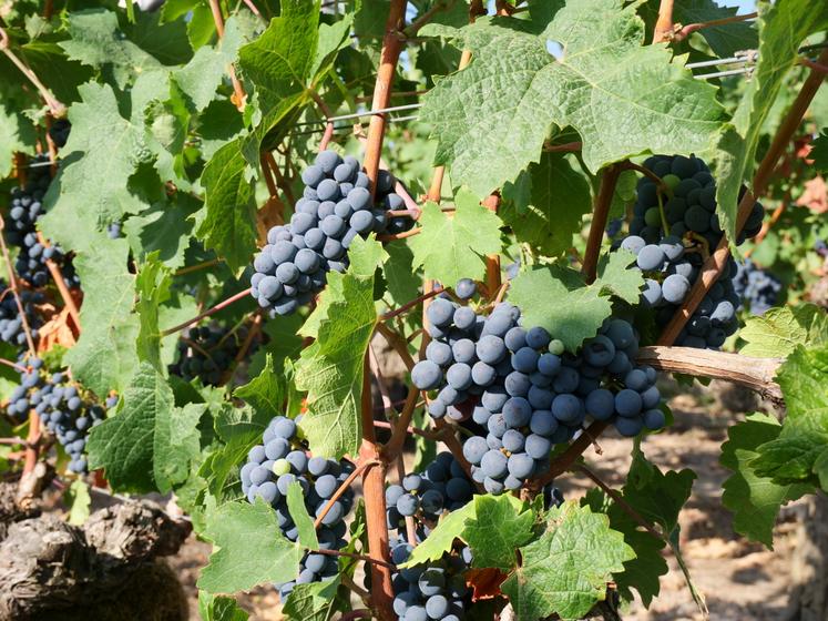 Au domaine vignes biches, au Vaudelnay, les premiers coups de sécateurs ont été donnés le 18 août.