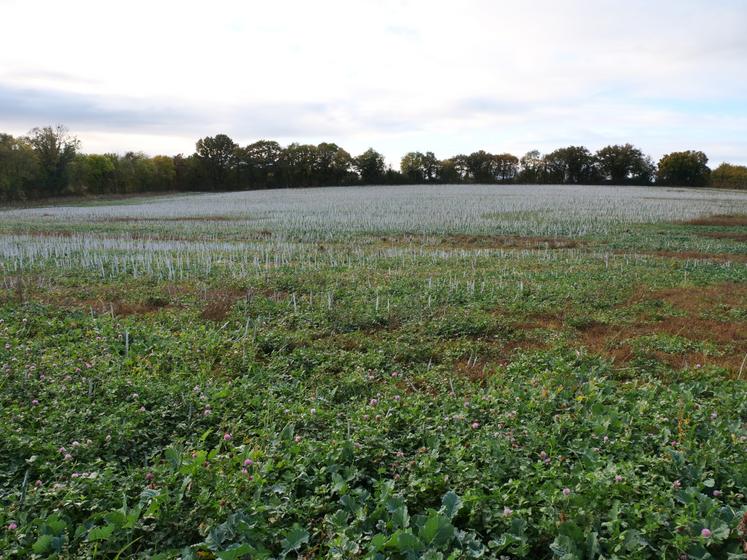 Dans la parcelle, le trèfle violet coexiste avec des repousses de colza.