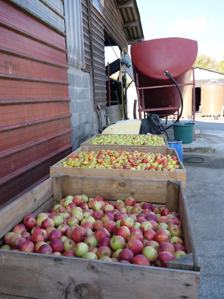 Dix variétés de pomme à cidre sont implantées dans les vergers de la Hanère.