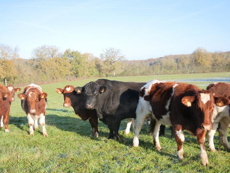 Le taureau angus de l'élevage de Benoit Arthus, à Marcé. Il est utilisé en croisement uniquement sur des génisses.  