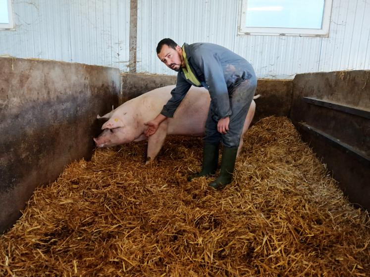 "Nous attachons une grande importance au bien-être, et de l'animal, et aussi de homme ! L'élevage porcin permet des conditions de travail confortables, en intérieur", apprécie le jeune éleveur. 
