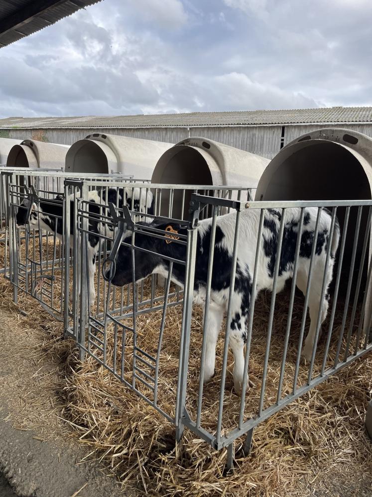 Les niches individuelles sont encore répandues dans les élevages pour les premières semaines de vie des veaux.