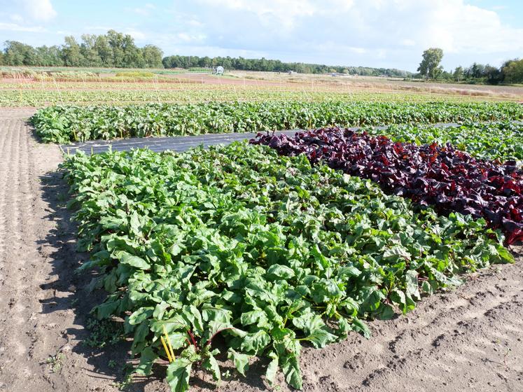 5 variétés de betteraves sont testées cette année à Brion.