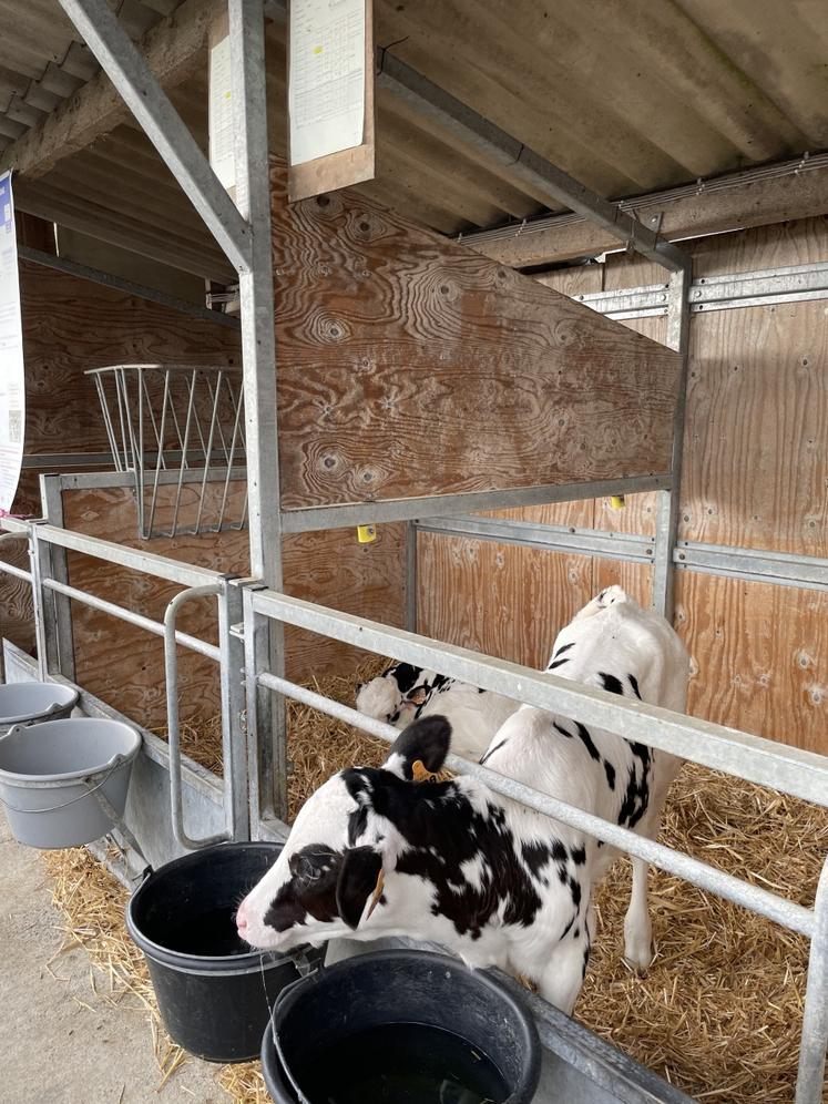 Le pair housing a été testé dans un espace de 1,9 m2 par veau.