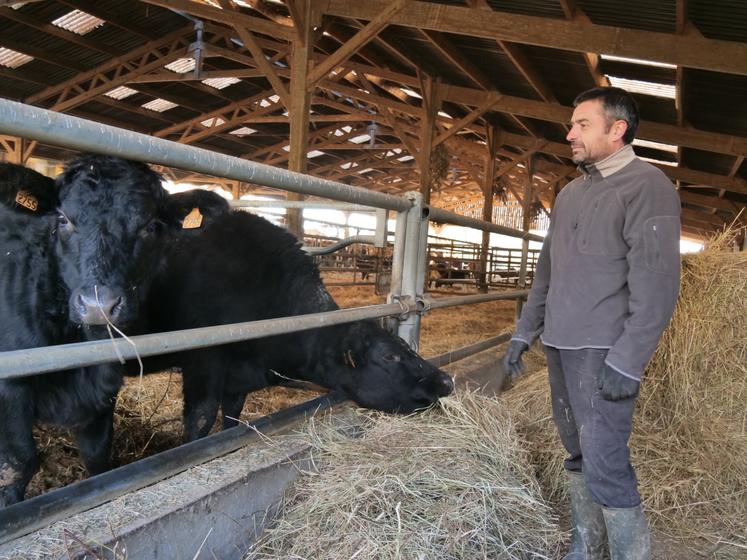 Ces femelles croisées de l'élevage de Benoit Arthus seront bientôt abattues pour la vente directe. 