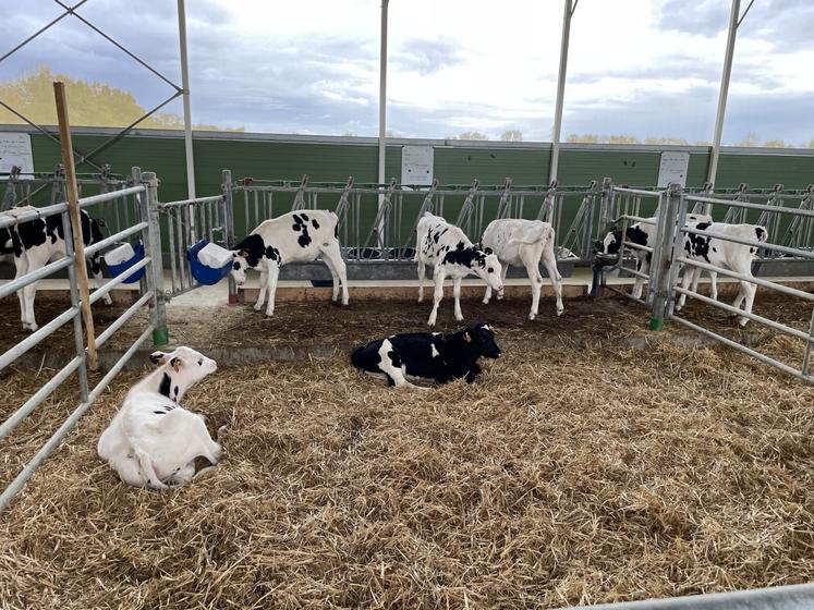 À partir de six semaines de vie, les veaux sont regroupés par cases de 8.