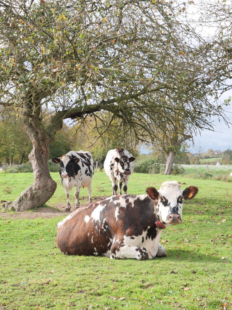La race normande est majoritaire sur l'exploitation.