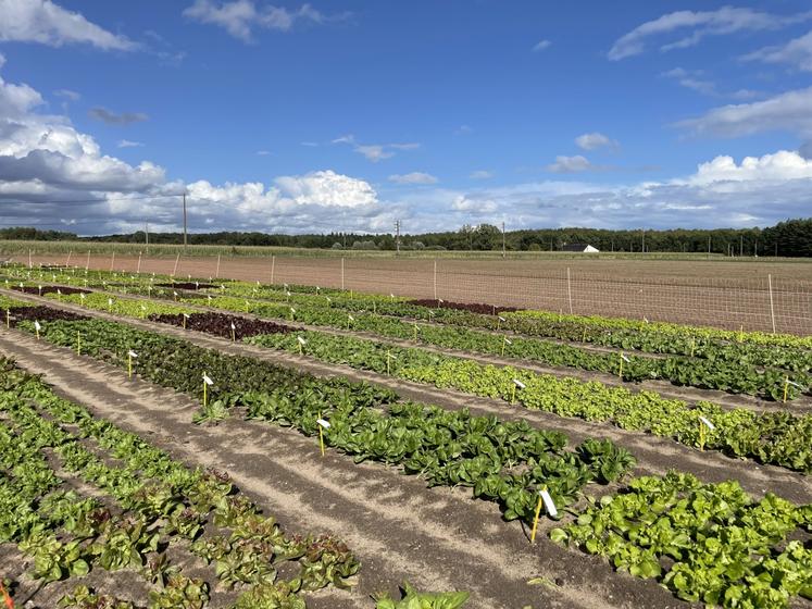 Le sol sableux irrigué facilite le travail du sol sur la station qui emploie 20 permanents.