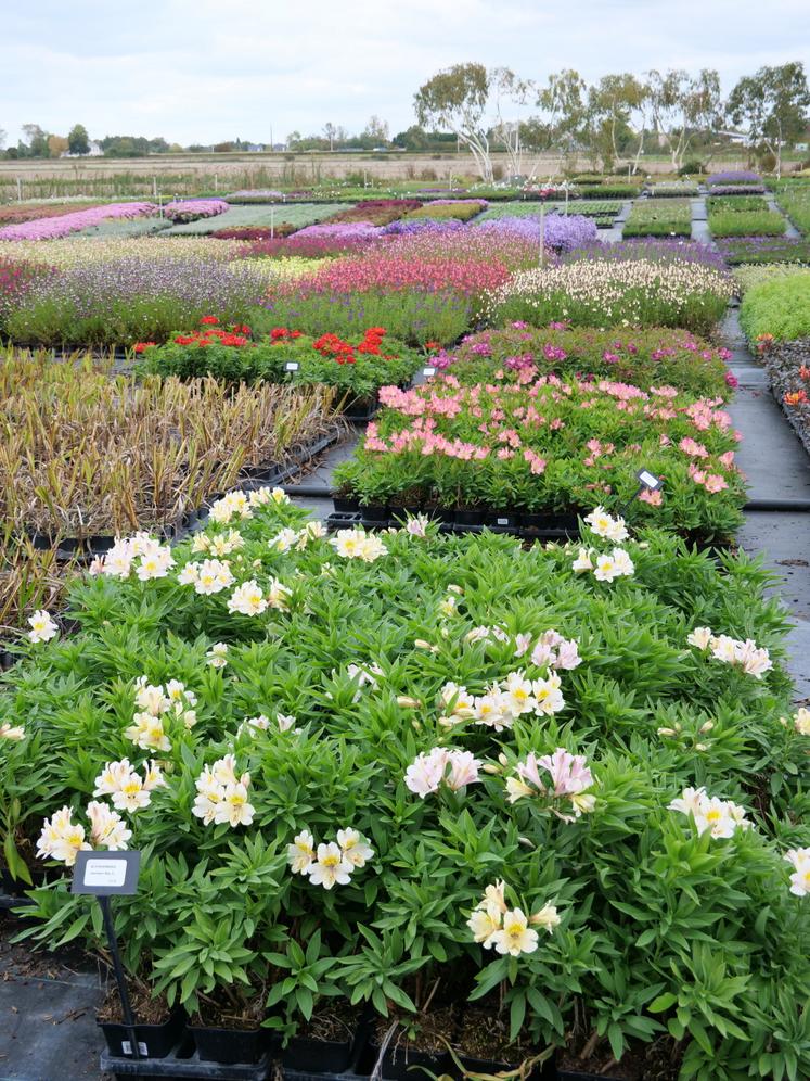 La pépinière est située dans la zone horticole Croix de bois, à Brain-sur-l'Authion.