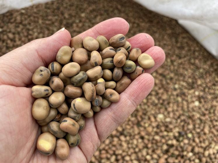 La féverole est triée au Gaec LG Bio, au Tremblay, et semée à une densité de 110 graines/m2.