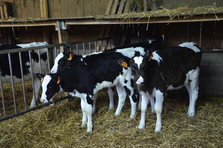 Avec l'arrêt momentané des exportations, les éleveurs ont dû garder un peu plus longtemps les animaux en élevage.