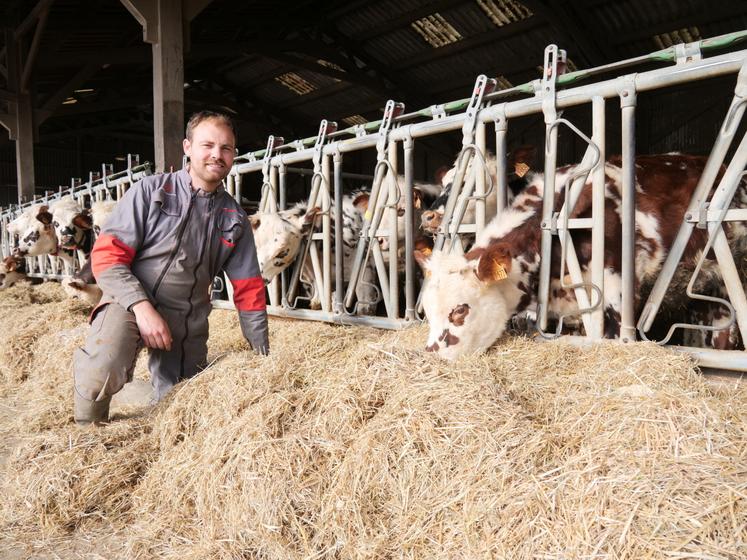 Clément Rousteau devant le troupeau de génisses normandes et montbéliardes de l'élevage.