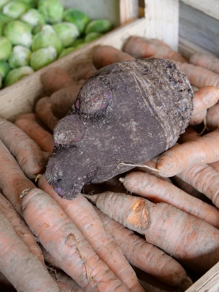 Les maraîchers aiment proposer des légumes variés et anciens comme la betterave crapaudine. Pierre Defois délivre même une recette à ses clients pour la cuisiner.