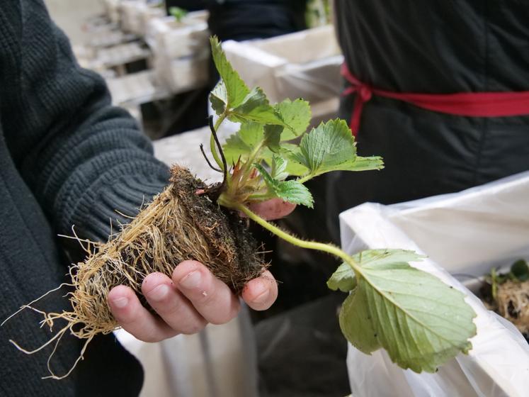 La coopérative produit différents types de plants, comme ce tray-plan pour les structures hors sol.