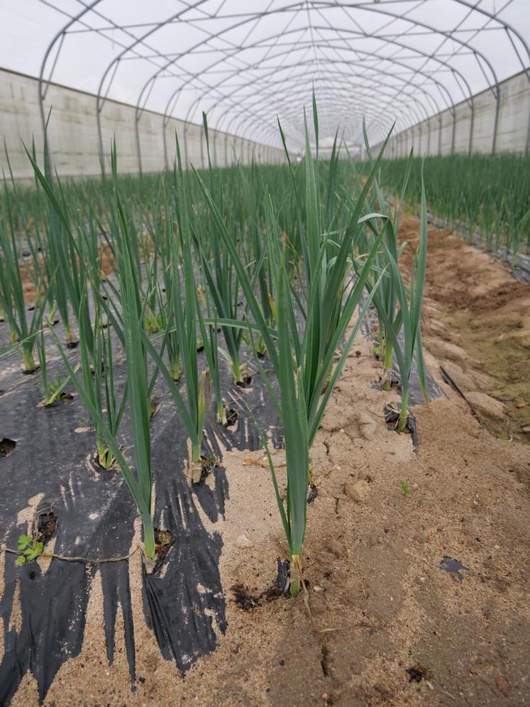 L'exploitation a actuellement 5 tunnels de poireaux en production. 