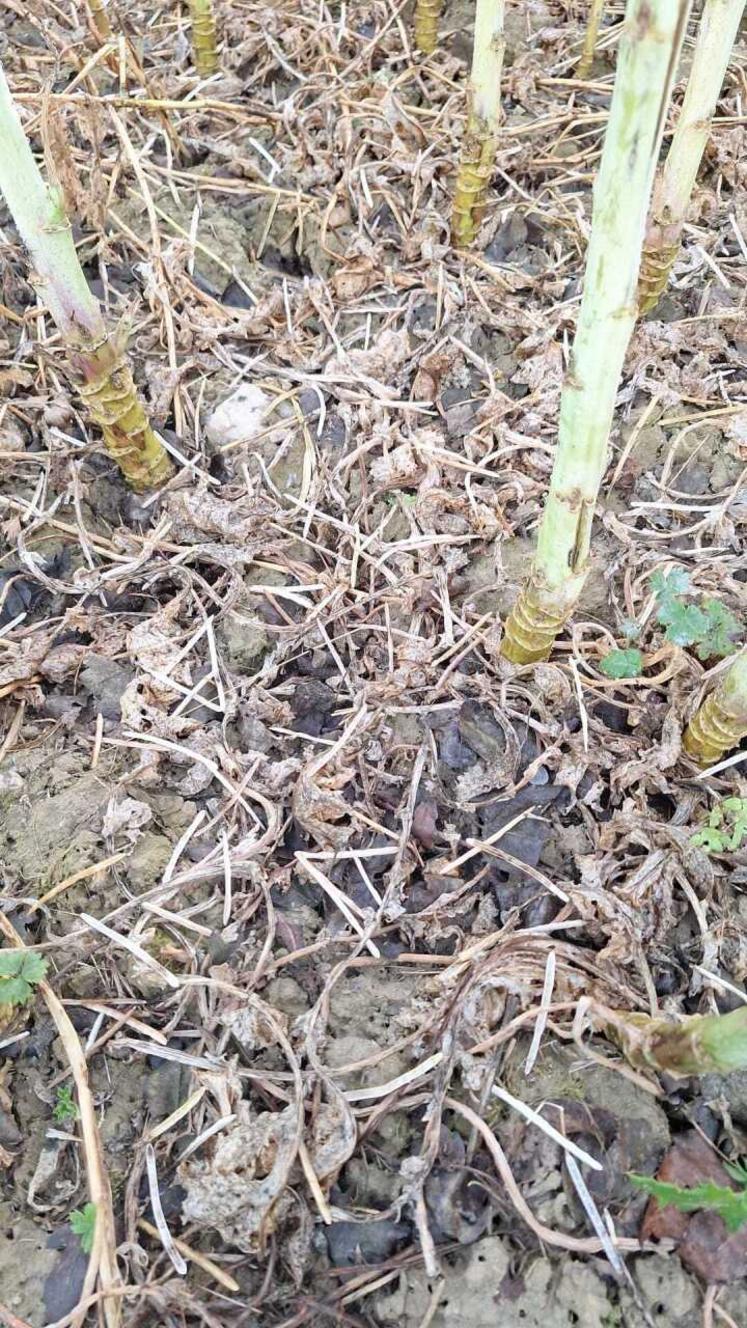 Parcelle de colza grêlée chez François Giard, à Sainte-Gemmes d'Andigné, en juin 2025.