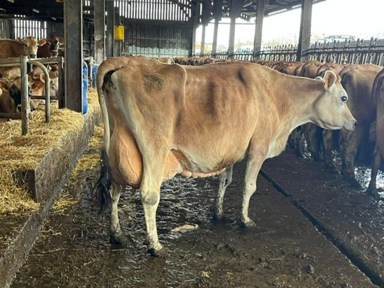 Gentille a la plus longue carrière du troupeau.
