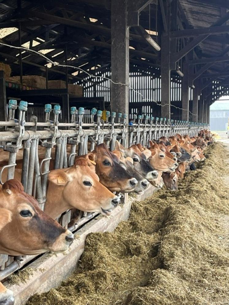 Le Gaec de la Jutière possède un troupeau de 70 VL.