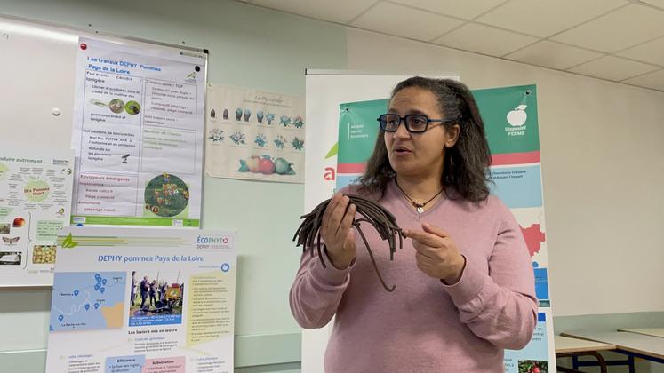 "Le piégeage massif des anthonomes, que l'on teste avec ces petits tubes, semble fonctionner", indique Nadia Tounsi, conseillère arboriculture à la Chambre d'agriculture Pays de la Loire et animatrice Dephy Ferme.