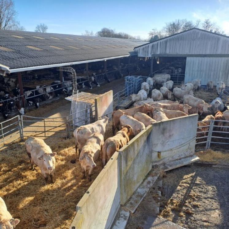 Sur l'île de Chalonnes sur Loire, l'éleveuse Virginie Juret a installé un parc provisoire pour le troupeau de vaches allaitantes. Faute de solution pour la collecte, le lait des vaches laitères est jeté.