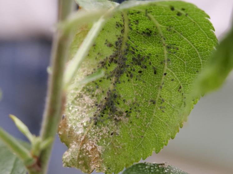 La lutte contre le puceron cendré a pris beaucoup d'ampleur ces dernières années. Des produits de biocontrôle comme le Neemazal, le Limocide ou encore l'Agricolle sont testés dans un programme de lutte automne/printemps mené par les Chambres d'agriculture. 